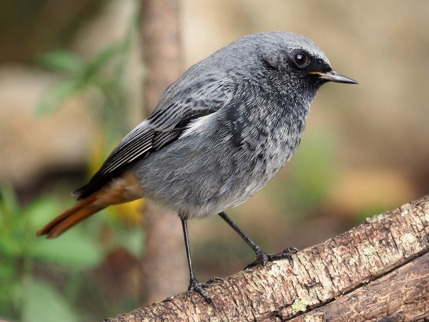 Codirosso spazzacamino ( Phoenicurus ochruros)